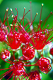 bottlebrush