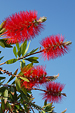 bottlebrush